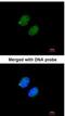Proteasome Subunit Alpha 5 antibody, NBP1-32387, Novus Biologicals, Immunofluorescence image 