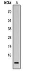 Mitochondrial Pyruvate Carrier 1 antibody, MBS829005, MyBioSource, Western Blot image 