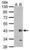 Wnt Family Member 7B antibody, PA5-30207, Invitrogen Antibodies, Western Blot image 