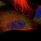 Ro60, Y RNA Binding Protein antibody, NBP2-55127, Novus Biologicals, Immunofluorescence image 