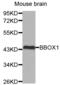 Gamma-Butyrobetaine Hydroxylase 1 antibody, abx001855, Abbexa, Western Blot image 