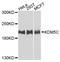 Lysine Demethylase 5C antibody, STJ111952, St John