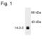 Tyrosine 3-Monooxygenase/Tryptophan 5-Monooxygenase Activation Protein Theta antibody, PA1-4647, Invitrogen Antibodies, Western Blot image 