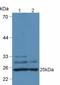 Complement C1q A Chain antibody, LS-C314948, Lifespan Biosciences, Western Blot image 