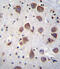 Phosphodiesterase 1B antibody, abx026471, Abbexa, Immunohistochemistry frozen image 