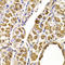 Septin 2 antibody, LS-C334302, Lifespan Biosciences, Immunohistochemistry frozen image 