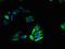 Thymic stromal cotransporter protein antibody, orb37182, Biorbyt, Immunofluorescence image 