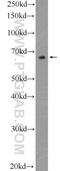 TEA Domain Transcription Factor 4 antibody, 12418-1-AP, Proteintech Group, Western Blot image 