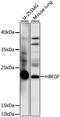 Heparin Binding EGF Like Growth Factor antibody, 16-572, ProSci, Western Blot image 