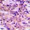 ADAM Like Decysin 1 antibody, orb234996, Biorbyt, Immunohistochemistry paraffin image 