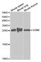 Granzyme B antibody, MBS2518949, MyBioSource, Western Blot image 