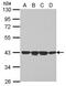 Neutrophil Cytosolic Factor 4 antibody, PA5-29000, Invitrogen Antibodies, Western Blot image 