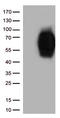CD86 antibody, TA813088, Origene, Western Blot image 