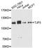Tight Junction Protein 3 antibody, LS-C748144, Lifespan Biosciences, Western Blot image 
