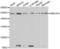 SMHD1 antibody, LS-C346395, Lifespan Biosciences, Western Blot image 