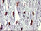 Ataxin 7 Like 1 antibody, LS-C787819, Lifespan Biosciences, Immunohistochemistry frozen image 