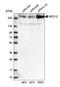 Mediator Complex Subunit 12 antibody, HPA003185, Atlas Antibodies, Western Blot image 