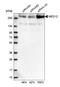 Mediator of RNA polymerase II transcription subunit 12 antibody, HPA003185, Atlas Antibodies, Western Blot image 