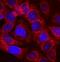 Alpha-1-Microglobulin/Bikunin Precursor antibody, MAB7724, R&D Systems, Immunohistochemistry frozen image 