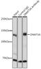 DNA Methyltransferase 3 Alpha antibody, GTX55596, GeneTex, Immunoprecipitation image 