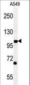 Dpy-19 Like 2 antibody, LS-C167526, Lifespan Biosciences, Western Blot image 