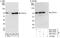 Decapping MRNA 1A antibody, NBP2-04039, Novus Biologicals, Immunoprecipitation image 