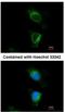Dihydrouridine Synthase 2 antibody, NBP2-16234, Novus Biologicals, Immunocytochemistry image 