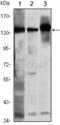 Structural Maintenance Of Chromosomes 1A antibody, GTX82813, GeneTex, Western Blot image 