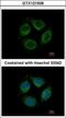 Leucine Rich Repeat Containing 4C antibody, GTX121508, GeneTex, Immunofluorescence image 