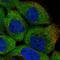 Mitogen-activated protein kinase 6 antibody, HPA030262, Atlas Antibodies, Immunocytochemistry image 