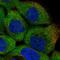 Mitogen-Activated Protein Kinase 6 antibody, HPA030262, Atlas Antibodies, Immunocytochemistry image 
