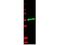 Interleukin 1 Receptor Type 2 antibody, A03106-1, Boster Biological Technology, Western Blot image 