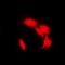 Mitogen-Activated Protein Kinase Kinase 1 antibody, orb315592, Biorbyt, Immunofluorescence image 