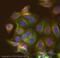 Ferritin Heavy Chain 1 antibody, ab65080, Abcam, Immunofluorescence image 