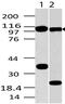 Toll Like Receptor 9 antibody, MBS668011, MyBioSource, Western Blot image 