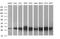 RAB30, Member RAS Oncogene Family antibody, MA5-26113, Invitrogen Antibodies, Western Blot image 