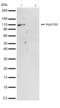 RB Transcriptional Corepressor 1 antibody, 701272, Invitrogen Antibodies, Western Blot image 