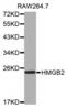High Mobility Group Box 2 antibody, PA5-76431, Invitrogen Antibodies, Western Blot image 