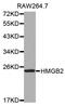 High Mobility Group Box 2 antibody, PA5-76431, Invitrogen Antibodies, Western Blot image 