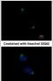Catenin Alpha 1 antibody, PA5-29247, Invitrogen Antibodies, Immunofluorescence image 