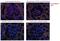 Eukaryotic Translation Initiation Factor 4E Binding Protein 1 antibody, MA5-27999, Invitrogen Antibodies, Immunofluorescence image 