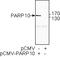 Poly(ADP-Ribose) Polymerase Family Member 10 antibody, ALX-804-626-L001, Enzo Life Sciences, Western Blot image 