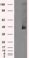 Protein-lysine 6-oxidase antibody, LS-C114930, Lifespan Biosciences, Western Blot image 