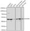 3-Oxoacyl-ACP Synthase, Mitochondrial antibody, 16-277, ProSci, Western Blot image 