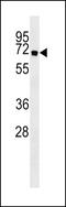 Autophagy Related 16 Like 1 antibody, LS-C156571, Lifespan Biosciences, Western Blot image 