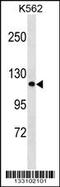 Protocadherin Alpha 2 antibody, 59-723, ProSci, Western Blot image 