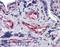 Akirin 1 antibody, LS-B3809, Lifespan Biosciences, Immunohistochemistry paraffin image 