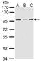 Lysine Acetyltransferase 2A antibody, NBP2-17018, Novus Biologicals, Western Blot image 