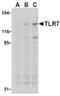 Toll Like Receptor 7 antibody, AP05238PU-N, Origene, Western Blot image 