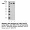 Lysine Demethylase 1A antibody, LS-C63108, Lifespan Biosciences, Western Blot image 